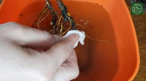 Вредители Фикуса Бенджамина!  Как Бороться? Мой опыт?? работает