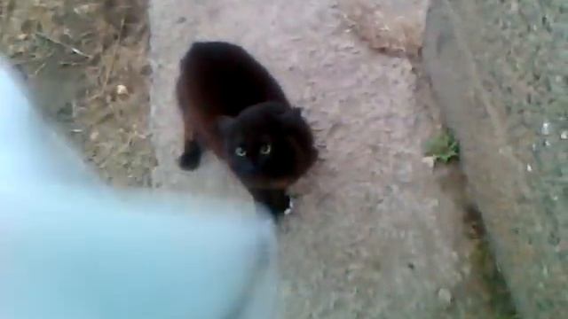 Кот не пускает домой !!! смотреть онлайн