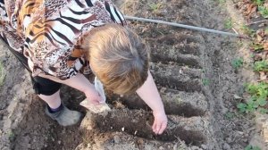 Как Посадить Чеснок Правильно! Посадка Чеснока Весной.