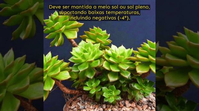 Conheça um pouco mais sobre a Suculenta Echeveria Sedeveria смотреть онлайн