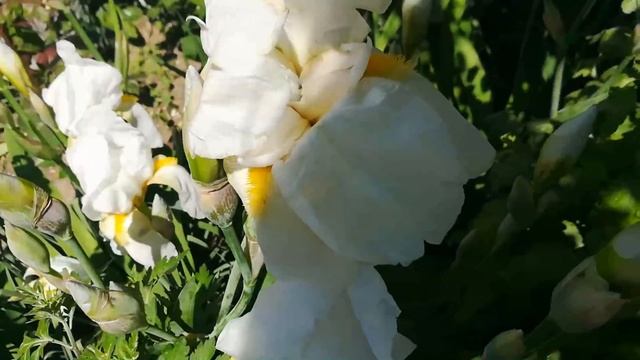 ?#Ейск ! С ночёвкой на даче?! Много дельныйдень?! Всеми любимые шанежки?! смотреть онлайн