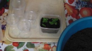 ВЫРАЩИВАНИЕ КАЛЬЦЕОЛЯРИИ  ИЗ СЕМЯН .  КАЛЬЦЕОЛЯРИЯ  ПИКИРОВКА ПЕРЕВАЛКА  УХОД