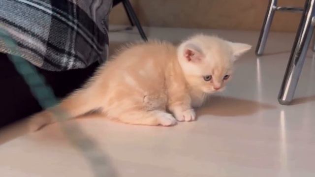 Манчкины вашей Мечты❤️ смотреть онлайн