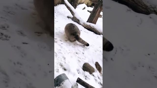 Первое в истории появлении манула на горе Эверест в непальском национальном парке Сагарматха.