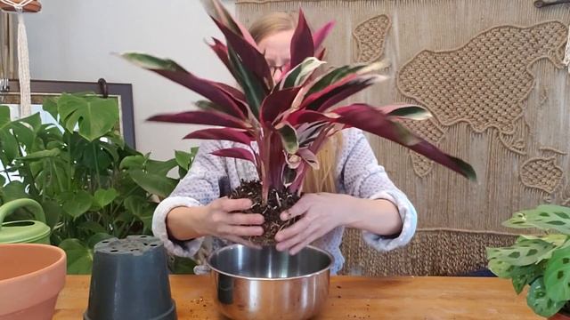 HOW TO REPOT A STROMANTHE TRIOSTAR