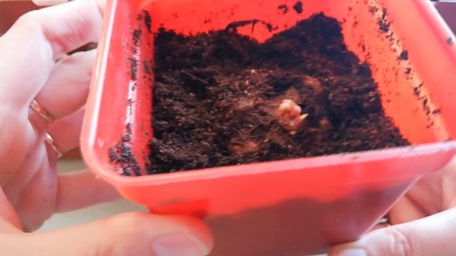 Сажаю клубни бегонии. смотреть онлайн