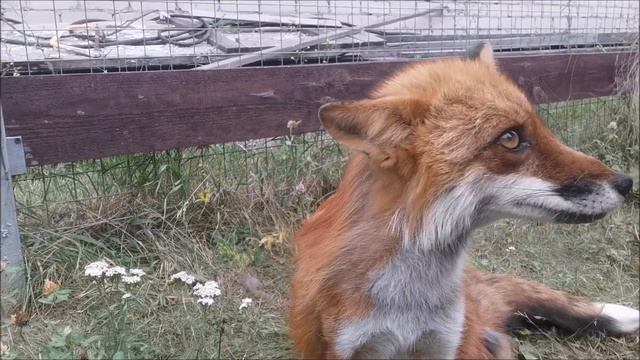 Лиса Василиса - Лисьи разговорчики смотреть онлайн