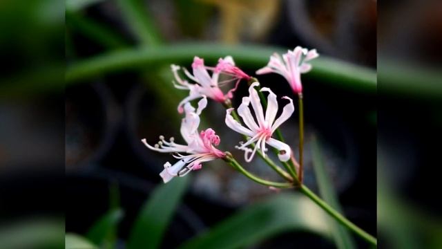 5 Hermosas Variedades de Nerine смотреть онлайн