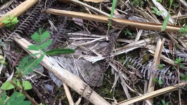 Mimosa Pudica in Arenal Volcano National Park, Costa Rica. смотреть онлайн