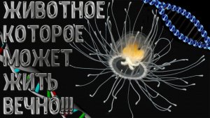 10 почти БЕССМЕРТНЫХ  животных! Животные долгожители!