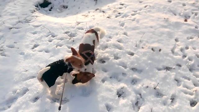 Джек расселы. Первый выход младшего щенка на улицу смотреть онлайн