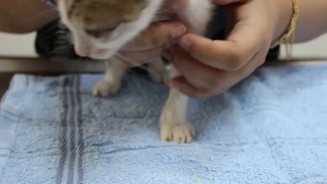 A newly adopted kitten has flu смотреть онлайн