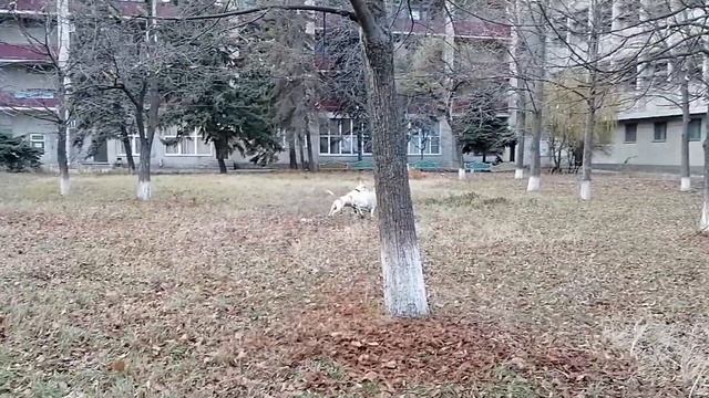 Лабрадор против Стаффорд. #собаки#собака #питбуль#лабрадор_лекс#лабрадор#стаффорд#лабрадори смотреть онлайн