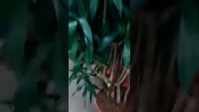 Драцена Рефлекса разветвленная в green-7.ru смотреть онлайн