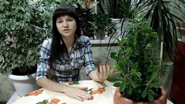 Молочай Миля или Терновый венец . Уход в домашних условиях. смотреть онлайн