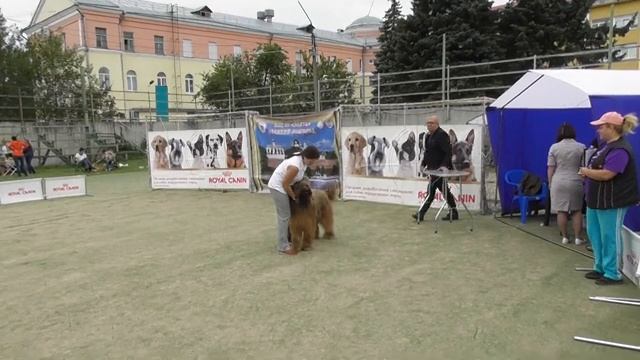 породы собак - Бриар смотреть онлайн