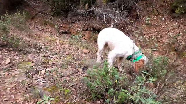 Chasse de la bécasse. Setter Anglais. Calibre 20 смотреть онлайн
