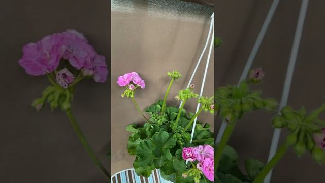 7 августа 2022 г. Пеларгония Ю Дикая Роза. 300₽