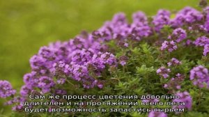 Когда собирать чабрец для сушки на зиму — советы опытных травников