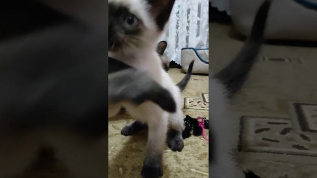 как котёнок который плохо видит играет