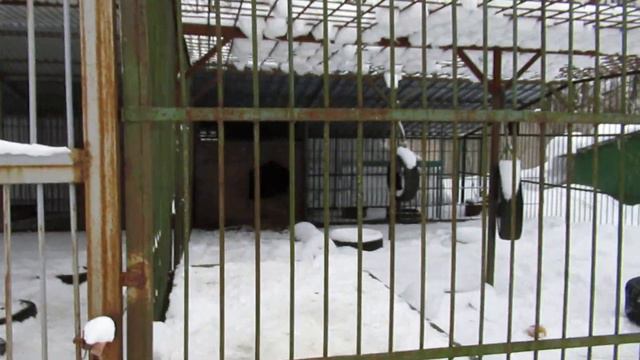 Мороз, Тоня и Потап спрятались в берложках. смотреть онлайн