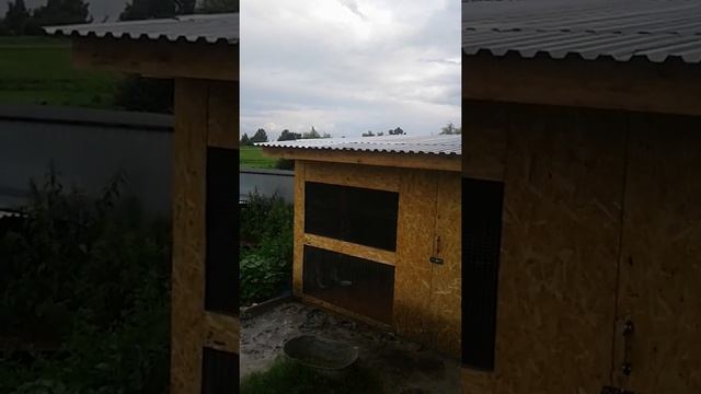 Хаски поет под баян!Карелло-финская полька и Смуглянка! смотреть онлайн