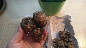 Как зимуют Каллы клубневые и эфиопские .