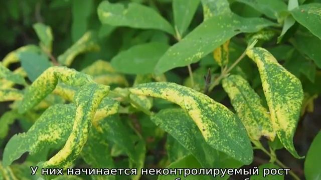 Обработка жимолости весной от болезней и вредителей смотреть онлайн