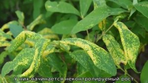 Обработка жимолости весной от болезней и вредителей