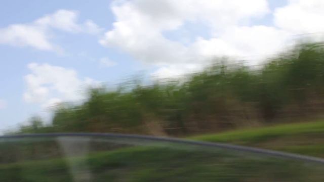 Barbados Sugar Cane / Барбадосский Сахарный Тростник смотреть онлайн