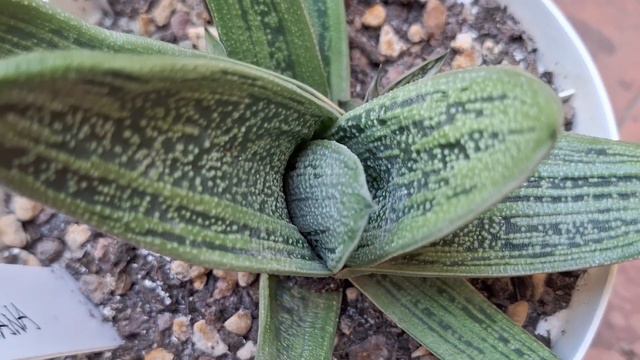 Gasteria Batesiana #succulente #pianta  #plants #gasteria