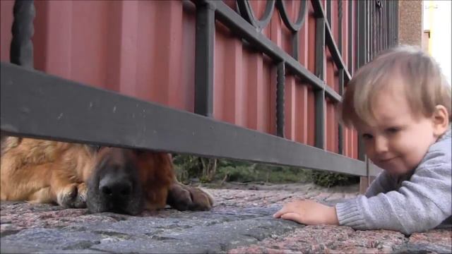 НЕВЕРОЯТНЫЙ КОНТАКТ!!! РЕБЕНОК И СОБАКА ... Child and dog ... смотреть онлайн