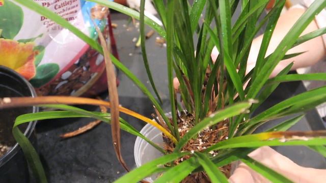 Species cymbidium orchid Repotting. смотреть онлайн