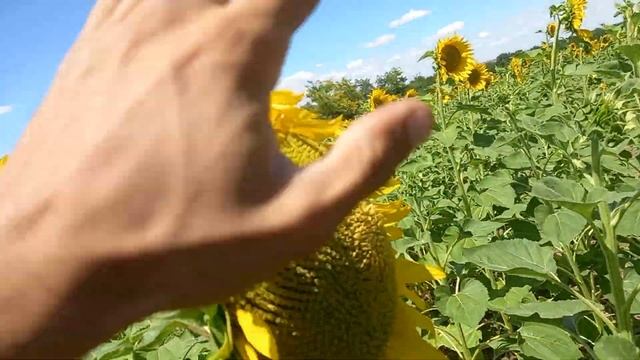 подсолнечник посеяный СЗ 3.6 смотреть онлайн