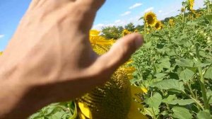 подсолнечник посеяный СЗ 3.6