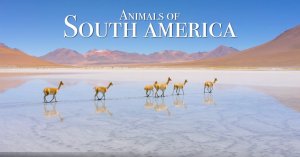 Животные Южной Америки 4K - Живописный Фильм О Дикой Природе С Успокаивающей Музыкой.