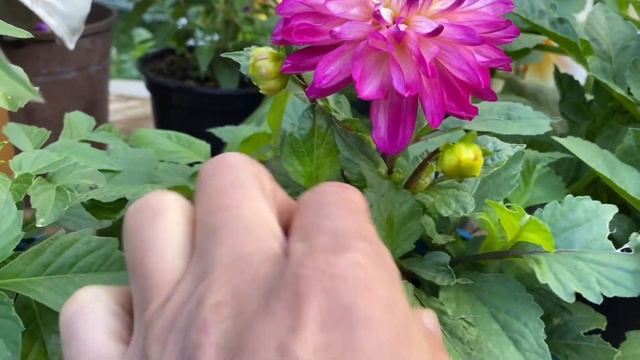 Георгины из Семян собственного сбора! Цветение Сеянцев моих Георгин!? смотреть онлайн