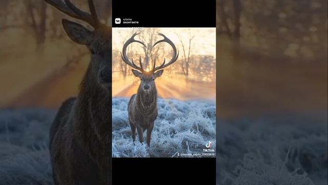 Людмила Сенчина - Лесной олень смотреть онлайн
