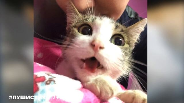 Худая, и на последнем сроке беременности, она просила помощи у всех... смотреть онлайн