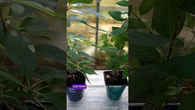 КУПИТЬ САЖЕНЦЫ ГОРТЕНЗИИ МЕТЕЛЬЧАТОЙ В НАБОРЕ ИЗ ТРЁХ ШТУК В МОСКВЕ смотреть онлайн