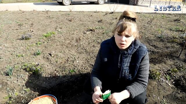 Сажаем лихнис халцедонский Как посадить лихнис посадка уход выращивание смотреть онлайн