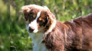 Австралийская Овчарка. Плюсы и минусы, Цена, Как выбрать, Факты, Уход, История