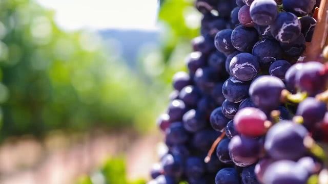 Влияние винограда на организм. ВИНОГРАД – польза и вред  для человека!