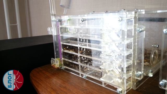 Муравьиная ферма. Обзор колоний БЕЗ ГОЛОВЫ! смотреть онлайн