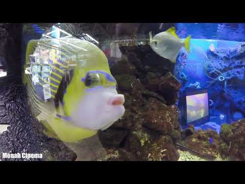 Дори в аквариуме В поисках Немо смотреть онлайн