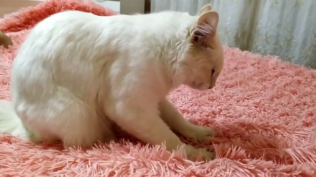 Кот мурлычет смотреть онлайн