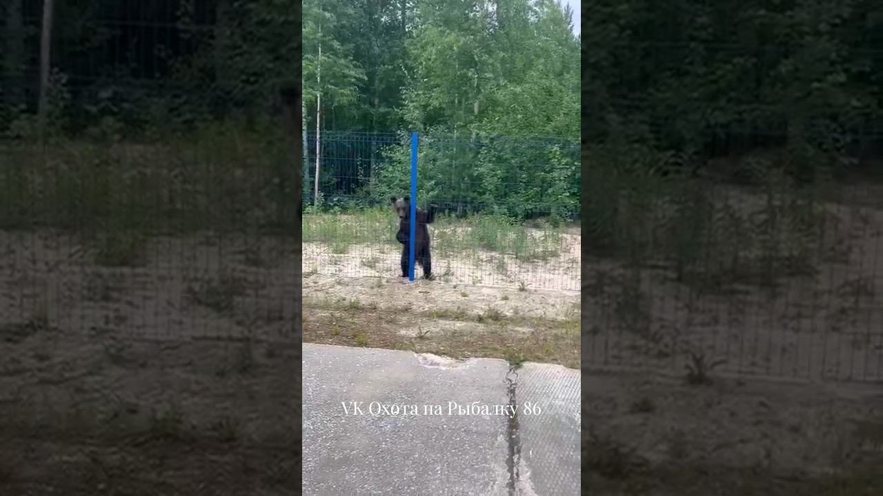 Медведи совсем страх потеряли #медведь #bear смотреть онлайн