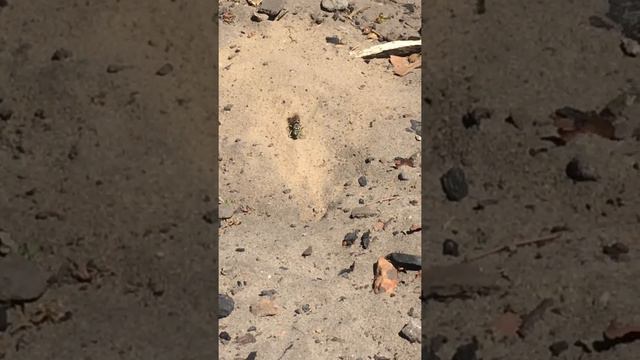 Natureza. смотреть онлайн