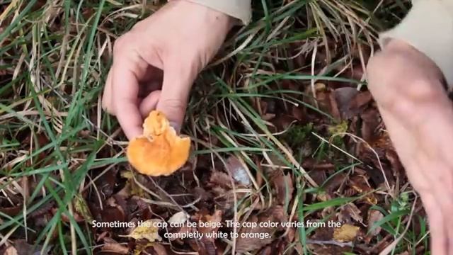 Lov na gljive: mrke trube, prosenjaci, lisičarke (mushrooms hunting-ENGLISH SUBS!) смотреть онлайн