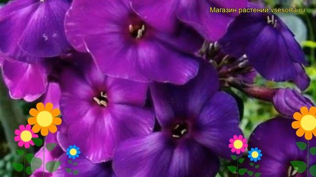 Флокс метельчатый Шапка Мономаха. Краткий обзор, описание характеристик, где купить саженцы смотреть онлайн